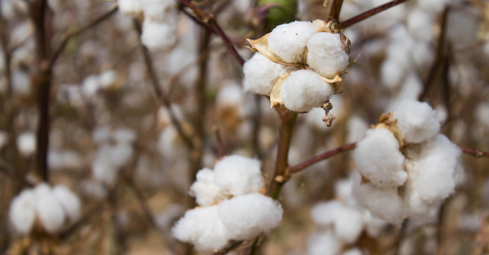 7 REASONS TO BUY CLOTHES MADE FROM ORGANIC COTTON